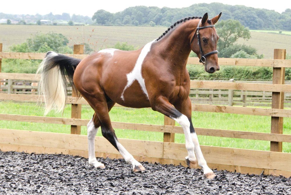 Greenfields Stud Coloured Sport Horses & Ponies.